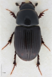 Foto af Hedemøgbille (Aphodius coenosus) | Standardfoto