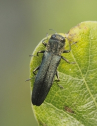 Foto af Stor egepragtbille (Agrilus sulcicollis) | Standardfoto
