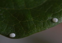 Foto af Klematismåler (Melanthia procellata) | Æg