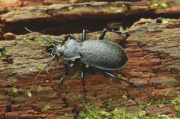 Foto af Guldpletløber (Carabus hortensis) | Standardfoto
