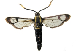 Foto af Elleglassværmer (Synanthedon spheciformis) | Præparat