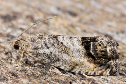 Foto af Agernvikler (Cydia splendana) | Standardfoto