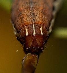 Foto af Blegskuldret perikonugle (Chloantha hyperici) | Larve