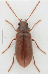Foto af Ernobius abietinus (Ernobius abietinus) | Hun