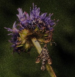Foto af Engelskgræsglassværmer (Pyropteron muscaeformis) | Han
