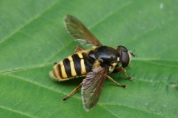 Foto af Tørve-silkesvirreflue (Sericomyia silentis) | Han