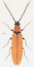 Foto af Rød sirsmælder (Denticollis rubens) | Han