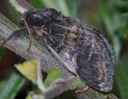 Foto af Poppel-dromedarspinder (Notodonta tritophus) | Han