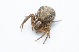 Foto af Xysticus kochi (Xysticus kochi) | Hun