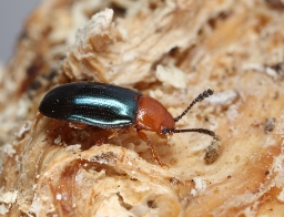 Foto af Triplax aenea (Triplax aenea) | Standardfoto