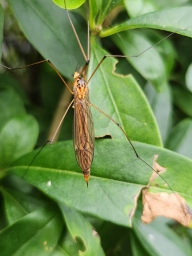 Foto af Nephrotoma scurra (Nephrotoma scurra) | Hun
