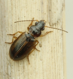 Foto af Kærvinterløber (Trichocellus placidus) | Standardfoto