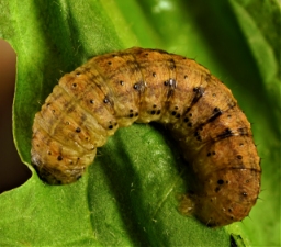 Foto af Frønnet landmand (Agrotis puta) | Larve