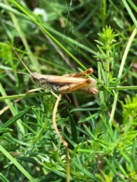 Foto af Solgræshoppe (Chorthippus apricarius) | Han