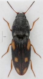 Foto af Negastrius sabulicola (Negastrius sabulicola) | Standardfoto