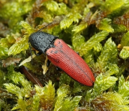 Foto af Stor skovsmælder (Ampedus sanguineus) | Standardfoto