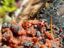 Foto af Skarlagensvampehøne (Endomychus coccineus) | Andet