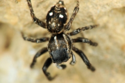 Foto af Attulus zimmermanni (Attulus zimmermanni) | Han