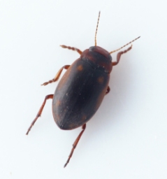 Foto af Hydroporus dorsalis (Hydroporus dorsalis) | Standardfoto