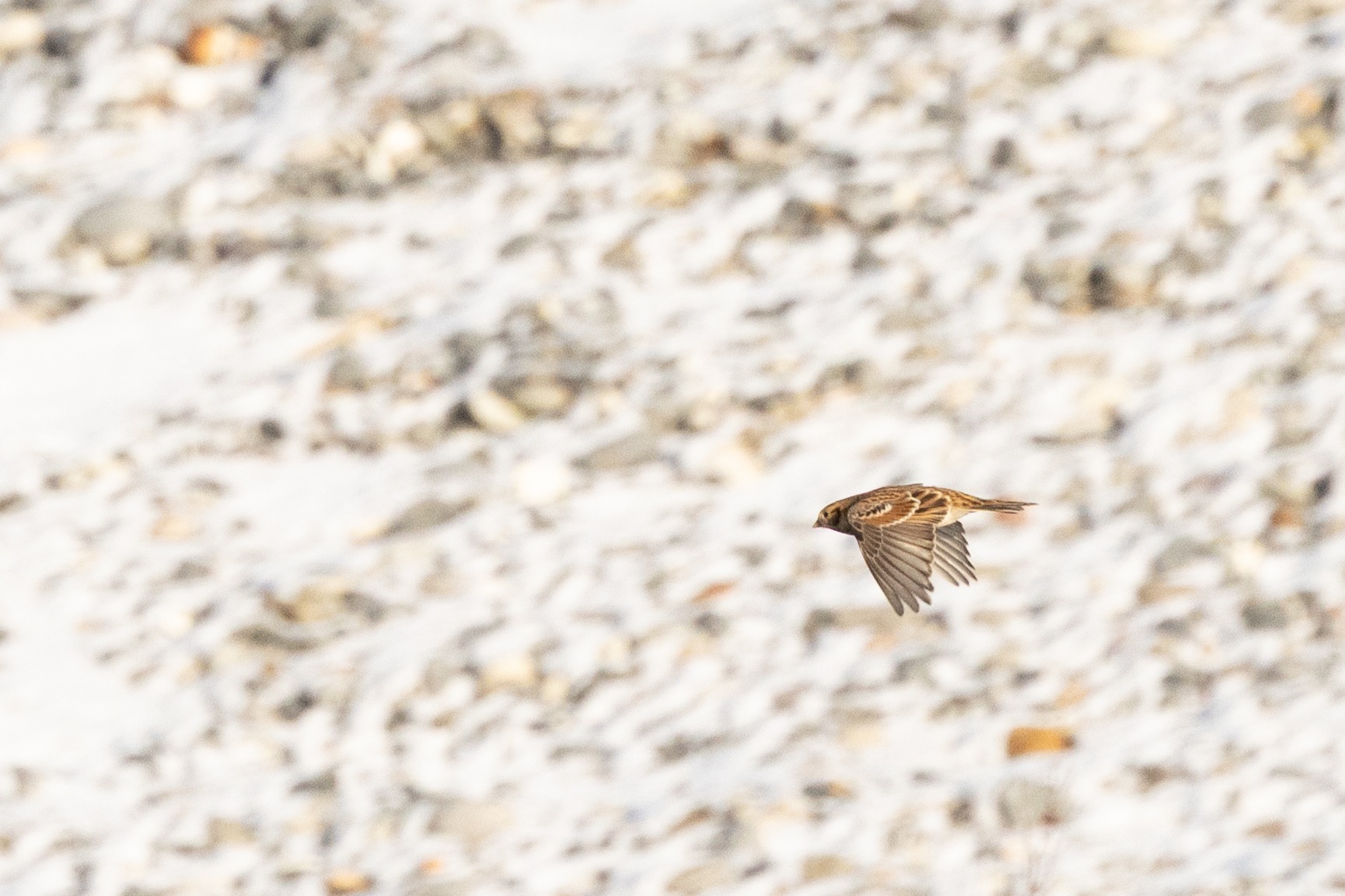 Lapland Longspur (Calcarius lapponicus), photo 3