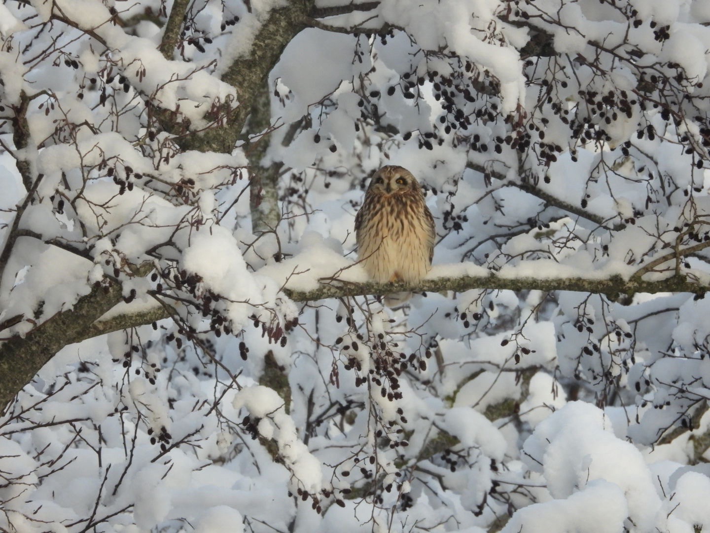Short-eared Owl (Asio flammeus), photo 3