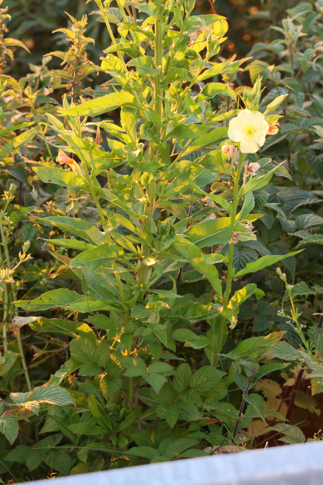 Sweet evening primrose