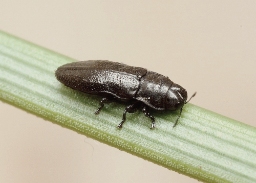 Foto af Strandpragtbille (Aphanisticus pusillus) | Standardfoto