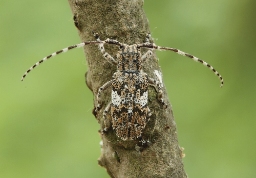 Foto af Broget gråbuk (Mesosa nebulosa) | Standardfoto