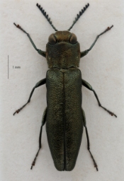 Foto af Stor egepragtbille (Agrilus sulcicollis) | Standardfoto