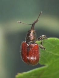 Foto af Tatianaerhynchites aequatus (Tatianaerhynchites aequatus) | Standardfoto