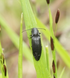 Foto af Ectinus aterrimus (Ectinus aterrimus) | Standardfoto