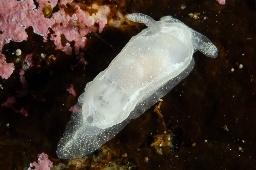 Foto af Okenia nodosa (Okenia nodosa) | Standardfoto