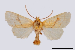 Foto af Linde-septemberugle (Tiliacea citrago) | Standardfoto
