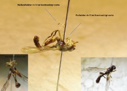 Foto af Sibirisk barksvirreflue (Sphegina sibirica) | Detalje