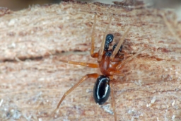 Foto af Phrurolithus minimus (Phrurolithus minimus) | Han