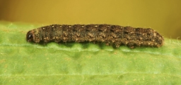 Foto af Caradrina kadenii (Caradrina kadenii) | Larve