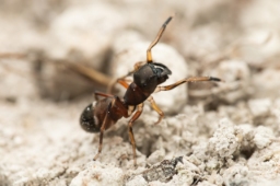 Foto af Myrmarachne formicaria (Myrmarachne formicaria) | Hun