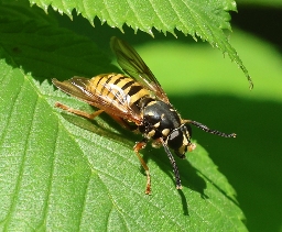 Foto af Halvmåne-vedsvirreflue (Temnostoma meridionale) | Hun