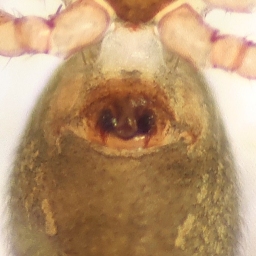 Foto af Gongylidiellum latebricola (Gongylidiellum latebricola) | Hunnens epigyn