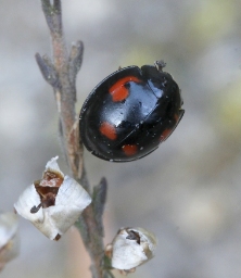 Foto af Fireplettet mariehøne (Exochomus quadripustulatus) | Standardfoto