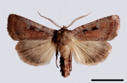 Foto af Rødmende ugle (Coenophila subrosea) | Standardfoto