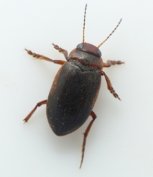 Foto af Hydroporus dorsalis (Hydroporus dorsalis) | Standardfoto