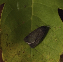 Foto af Strandært-ugle (Proxenus lepigone) | Hun