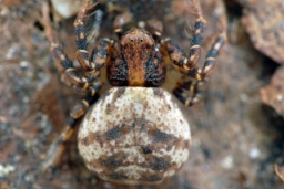 Foto af Ozyptila brevipes (Ozyptila brevipes) | Hun