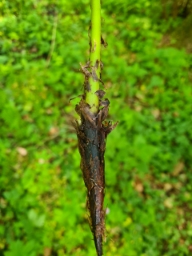 Foto af Fjerbregne (Athyrium filix-femina) | Standardfoto