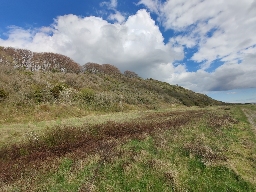 Foto af Arctosa lutetiana (Arctosa lutetiana) | Den kendte lokalitet ved jernhatten