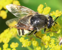 Foto af Stratiomys singularior (Stratiomys singularior) | Hun