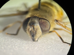 Foto af Sydlig dyndflue (Eristalis similis) | Hun