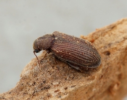 Foto af Grynobius planus (Grynobius planus) | Standardfoto