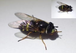 Foto af Bredbåndet skovsvirreflue (Dasysyrphus tricinctus) | Hun